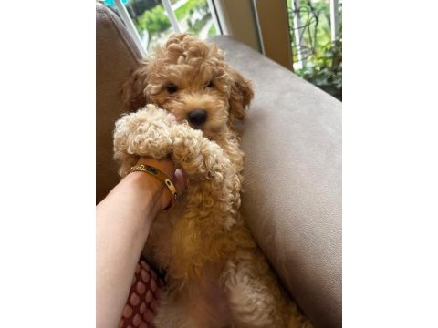 Poodle kızımız yeni yuvasını bekliyor