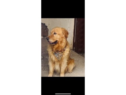 Golden retriever erkek
