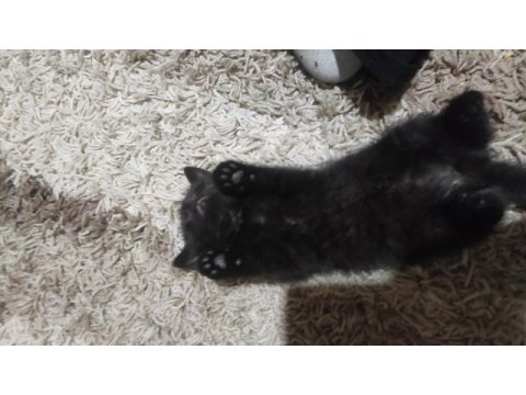 Minik prenses british shorthair