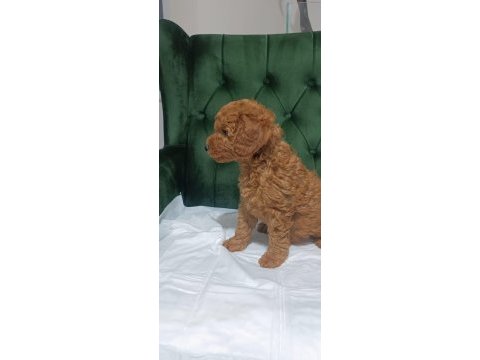 Koyu ve kıvır kıvır toy poodle yavrular