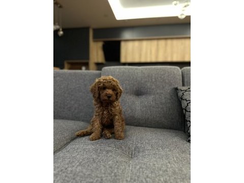 Erkek toy poodle