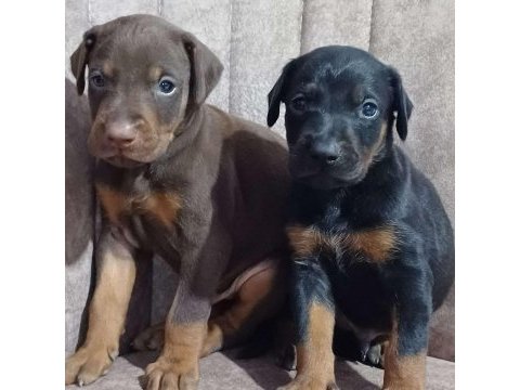 Dev doberman yavruları kingboy