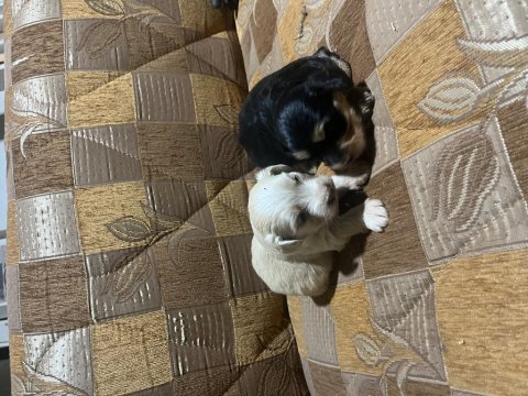 Terrier yavrular