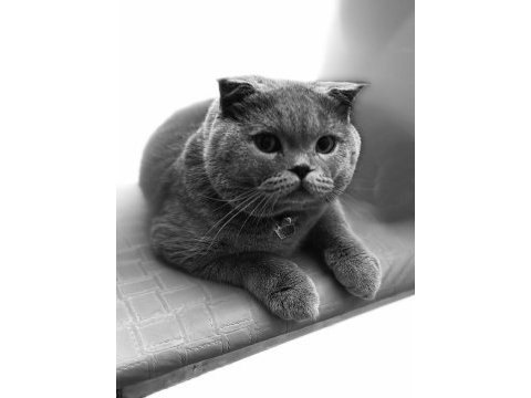 Pasha için gelin arıyoruz scottish fold