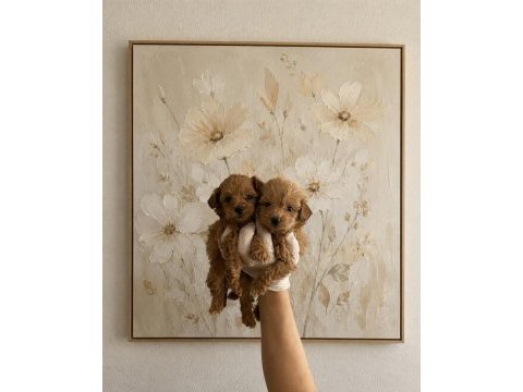 Orijinal ev üretimi gerçek teacup maltipoo