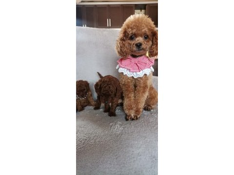 Toy poodle erkek yavrular
