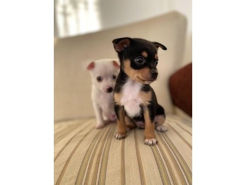 Varsa daha iyisi o da annesi pinscher
