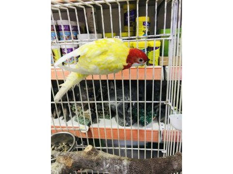 Hazır erkek rozella papağanımız ısırma asla yok