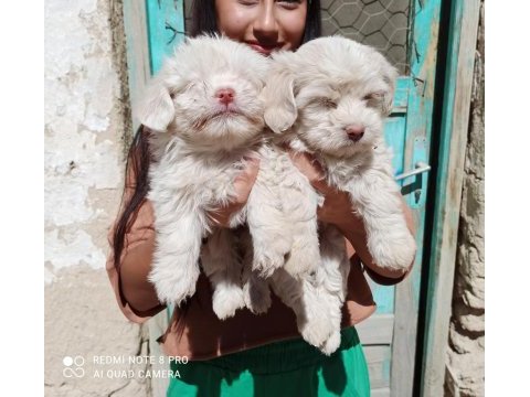 Maltese terrier