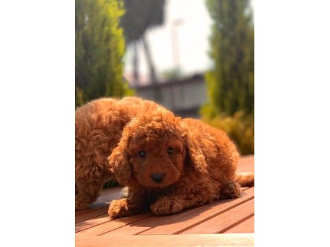 Red brown toy poodle yavrular