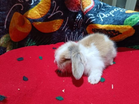 Hollanda cüce hollanda lop bebek tavşanlar