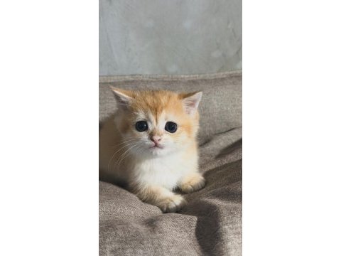 British golden