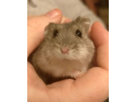 Hamster yavrular