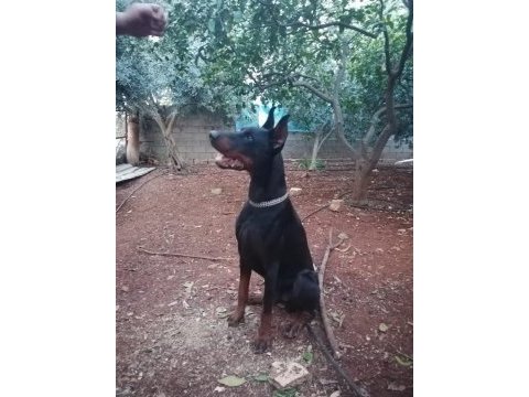 Irk ve sağlık garantili doberman yavrular