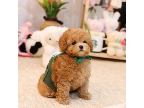 Irkının en iyisi kop koyu maltipoo bebeklerim