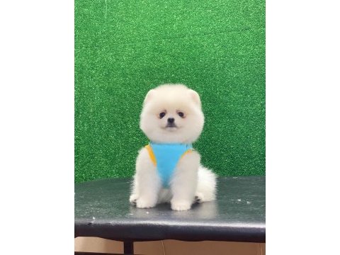 Tatlı pomeranian yavrular