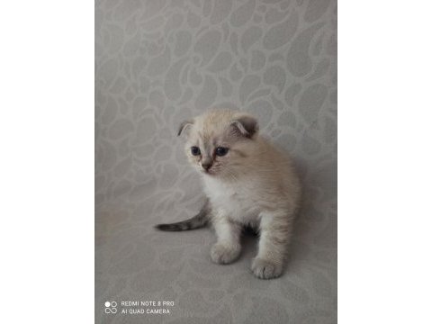 Scottish fold blue point