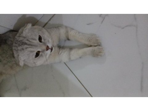 Ev kedisi