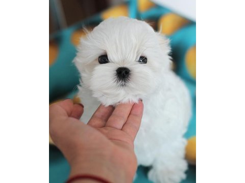 Korean maltese puppies (cheap) 2 kg (eğitmenden)