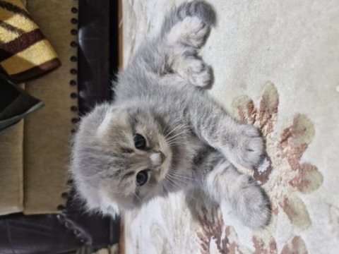 60 günlük scottish fold yavrularımız cok uyguna