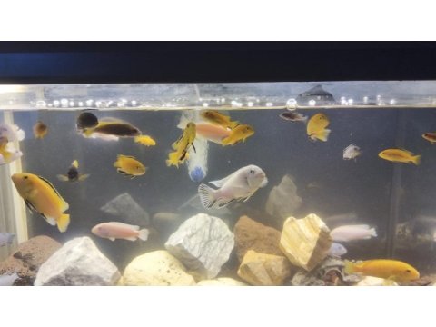 4-5 cm sarı prenses erkek takaz olur