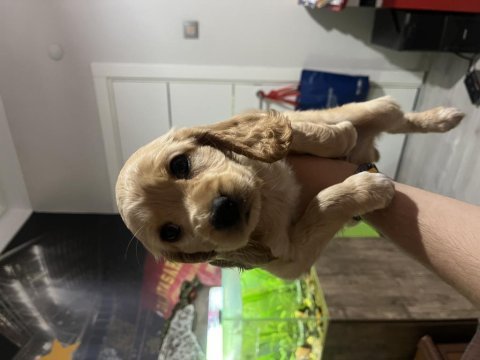 2 aylık 2 adet safkan minyatür cocker minnaklar