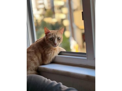 Acilen kedimi sahiplendirmek istiyorum