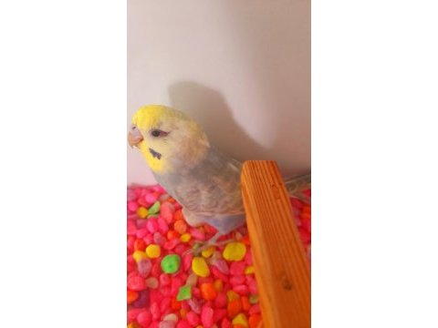 Rainbow erkek yavru yeni yeme düştü ele alıştırmalık kuşumuz