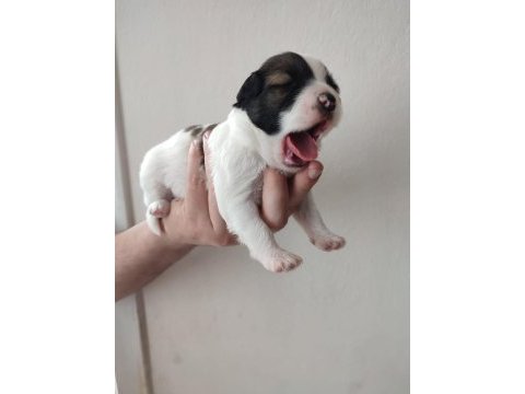 Tibet terrier 15 günlükler