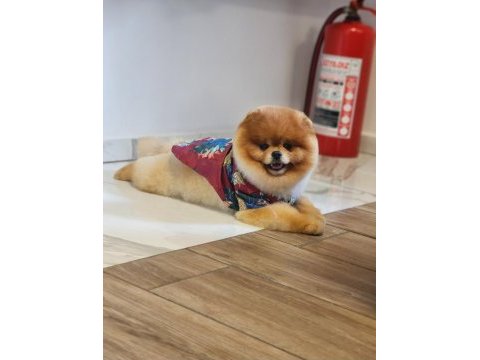 Türkiyenin en iyisi iddaa eðiyoruz pomeranian