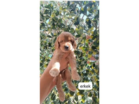 Toy poodle yavrularımız