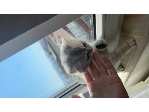 British shorthair kedisi