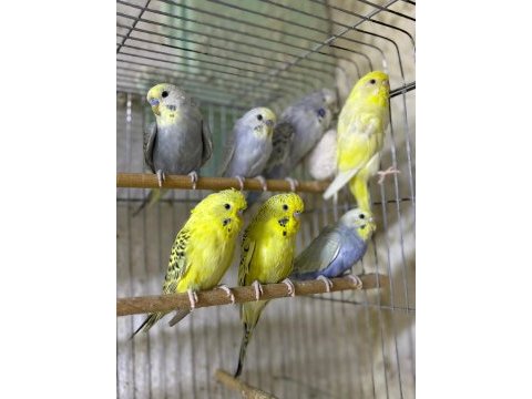 Yavru muhabbet kuşlar