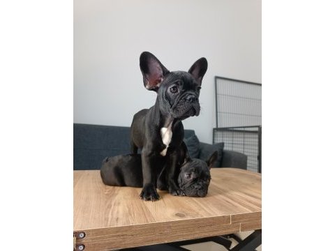 A+ kalite french bulldog yavrularımız