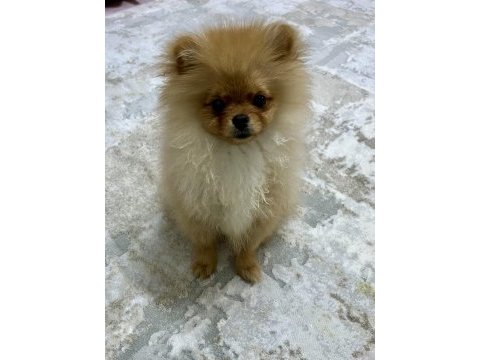 Ayı suratlı 5.5 aylık pomeranian