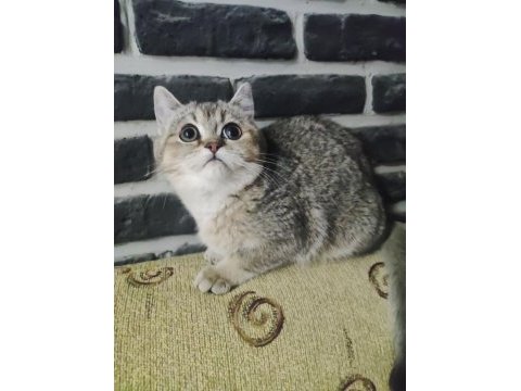 5 aylık dişi golden black ny25 british shorthair