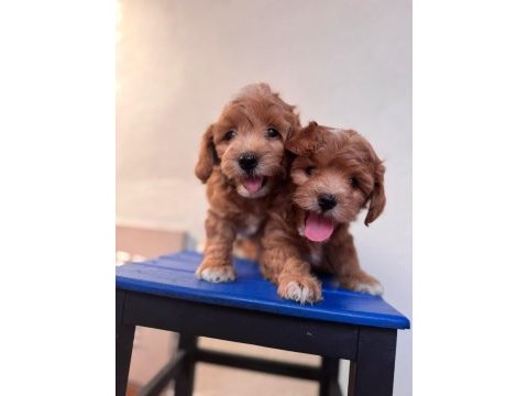 Sevimli maltipoo yavrularımız