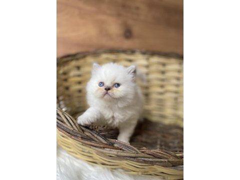 British longhair erkek