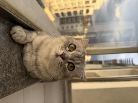 Bursa scottish fold kedimiz