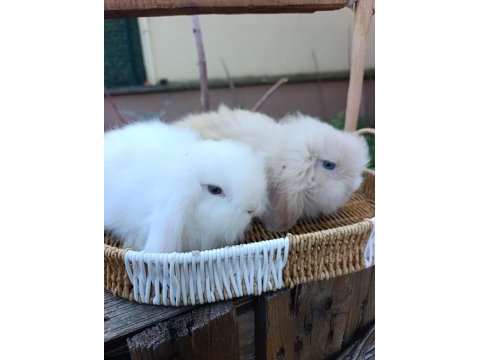 Hollanda teddy lop tavşanı yavrular