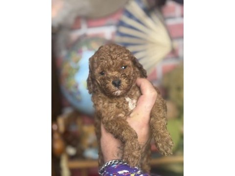 Mini boy red toy poodle kızımız