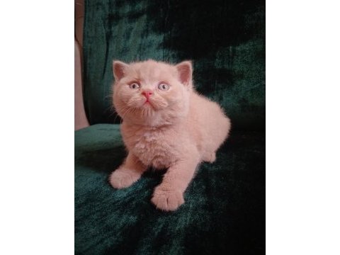 Safkan fawn british shorthair erkek