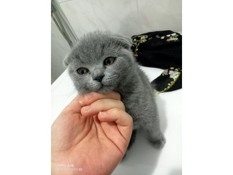 Erkek scottish fold miniğimiz