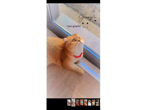 Kısır erkek scottish fold gold