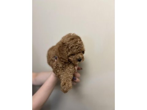 Red brown anne altında toy poodle
