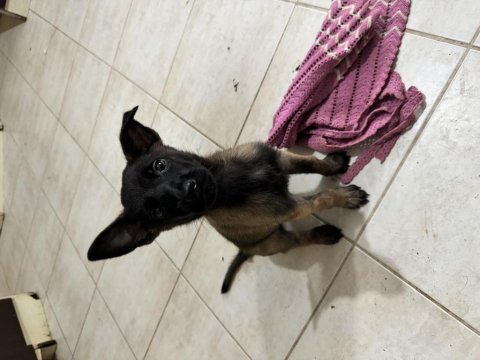 Muazzam renk maske anne baba iş köpeği .