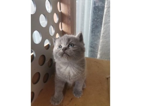 Bayram şekeri tadında gri dişi yavru british shorthair