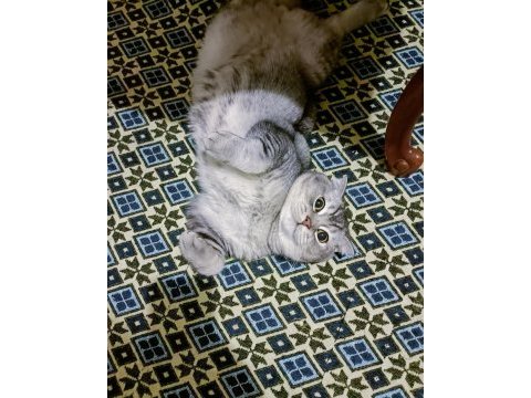Şecereli scottish fold silver