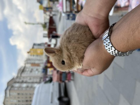 Cüce yavrularımız hazır