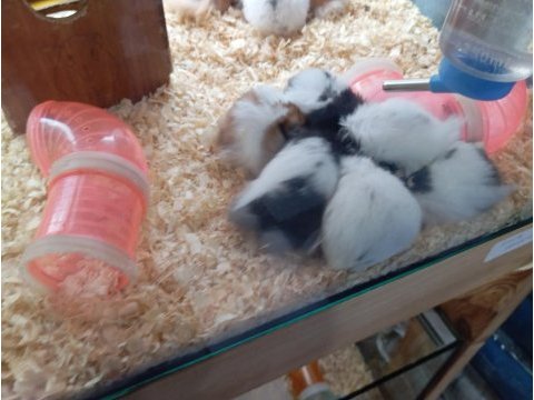 Yavru hamsterlar